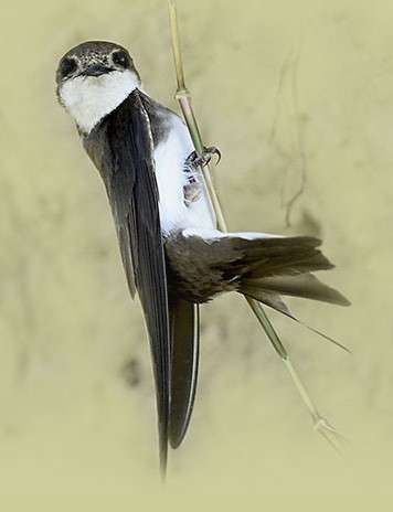 Berta László: Azok a csodálatos madarak