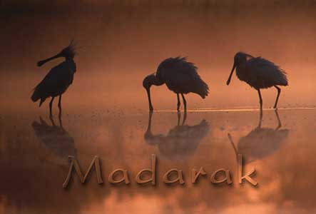 Madarak – fotókiállítás