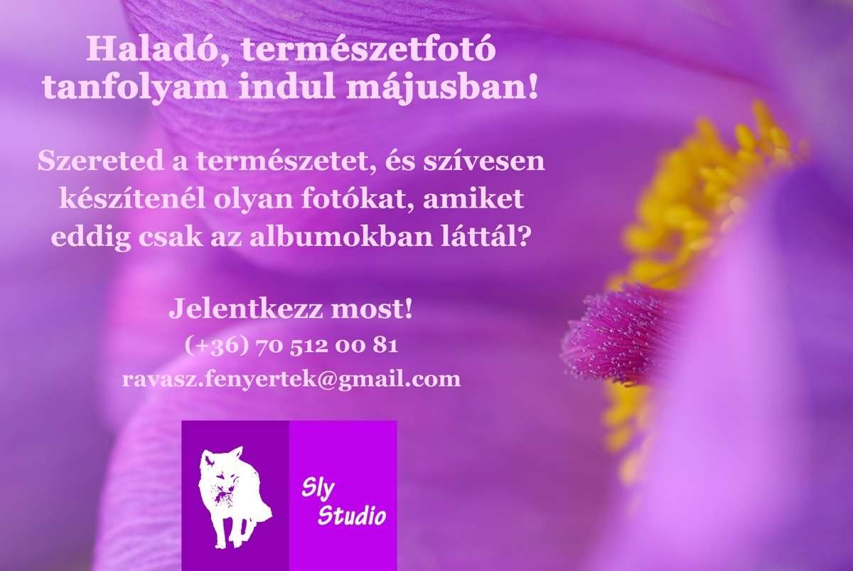 A Sly Studio haladó, természetfotó kurzust indít