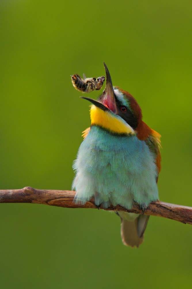 Rakó Alex természetfotói