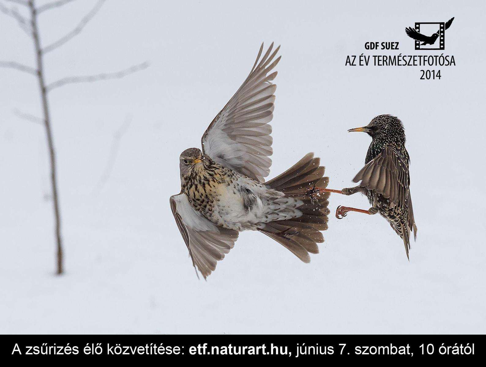ÉLŐBEN: Az Év Természetfotósa 2014 elődöntő zsűrizése
