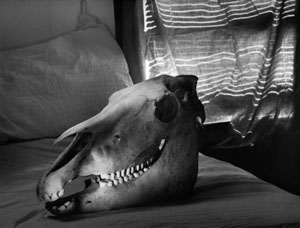 Koponya – Bächer Iván emlékére (2002)