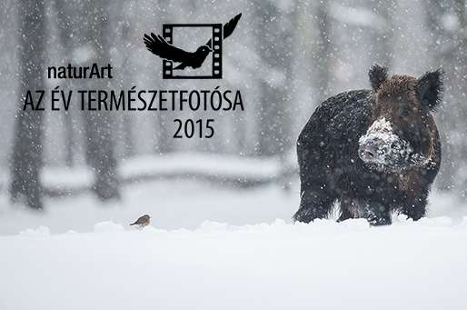Élőben: naturArt – Az Év Természetfotósa 2015 zsűrizése