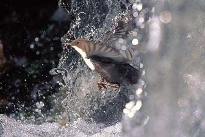 Kármán Balázs: Saját árnyékom – fény foszíliák…